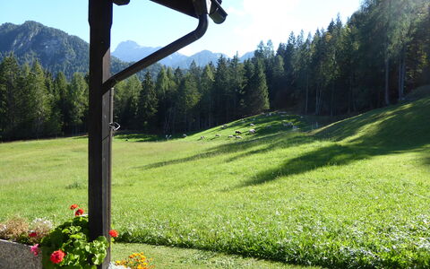 Baita Mountain View Pale San Martino: Groen, Groundcover, De Lente, Weide, Tuin, Gazon, Pasture, Lariks, Landscaping, Vallei