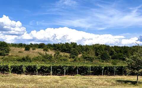 Casa Robinson Nature, Wifi, Istria, Croazia: Blauw, Groen, Wolk, Vegetation, Natuurlijk Landschap, Plain, Grasland, Landschap, Cumulus, Veld