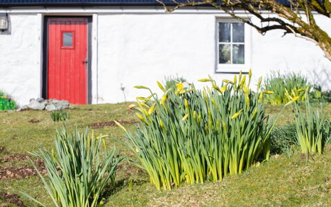 The Cottage: Geel, De Lente, Tuin, Verblijf, Gazon, Werf, Kruidachtige Plant, Siding, Landscaping, Backyard