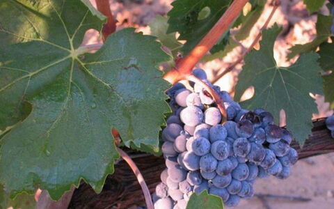 Mulino della Frateria: Fruit, Produceren, Voedsel, Natuurlijke Voedingsmiddelen, Wijngaard