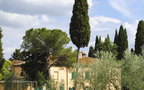 Villa Il Poggio: Boom, Blad, Afdeling, Woody Plant, Evergreen, Landscaping, Pine Family