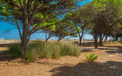 Budoni Homes Seaside, Ac And Bike: Vegetation, Ecoregio, Landschap, Plantengemeenschap, Plain, Land Lot, Bodem, Woody Plant, Zand
