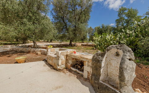 Trullo Quattro Carrini: Boom, Trunk, Woody Plant, Tuin, Bodem, Landscaping, Schaduw
