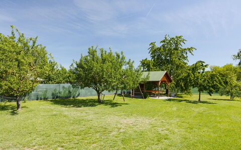 Gyula: Boom, Plain, Land Lot, Tuin, Gazon, Schaduw, Weide, Park, Werf, Landscaping