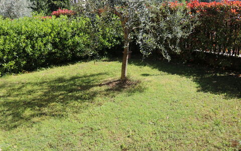 Romeo e Giulietta: Gras, Struik, Tuin, Gazon, Land Lot, Plantengemeenschap, Groundcover, Backyard
