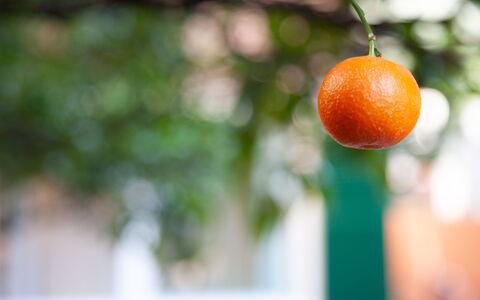 La Casa Dei Mandarini: Produceren, Fruit, Oranje, Ingrediënt, Natuurlijke Voedingsmiddelen, Voedsel
