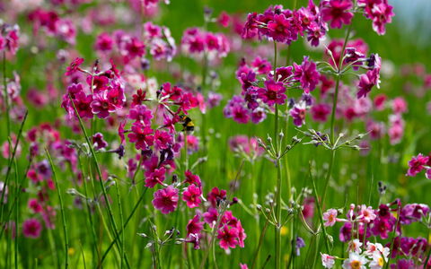 Farmburn Bothy: Bloem, Petal, Roze, De Lente, Bloeiende Plant, Purper, Tuin, Detailopname, Wildflower