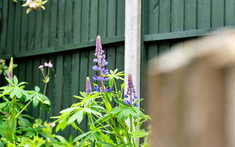 The Grove Annexe: Bloem, Petal, Bloeiende Plant, Groundcover, Purper, Tuin, Wildflower, Kruidachtige Plant