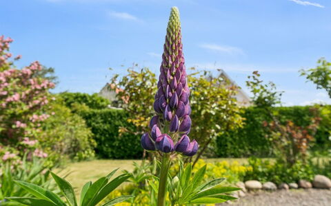 Keld - 350M from the Sea: Bloem, Geel, Petal, Roze, Bloeiende Plant, Purper, Tuin, Wildflower, Kruidachtige Plant