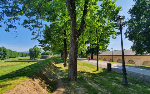 Ai Cantici: Boom, Gras, Natuur, Gang, Schaduw, Park, Oprit, Landscaping, Schaduw, Trail