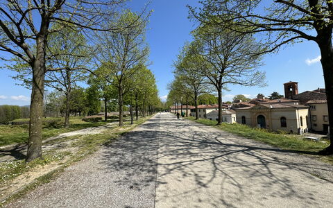 Il Cervo In Città: Boom, Afdeling, Weg Oppervlak, Weg, Asfalt, Doorgang, Trunk, Oprit, Trail, Bodem