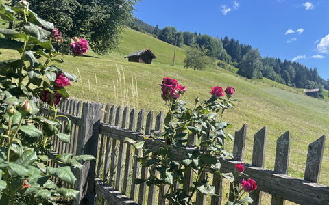 Panoramaperle: Bloem, Petal, De Lente, Tuin, Bloeiende Plant, Hek, Kruidachtige Plant, Rose Family, Wildflower, Home Schermen