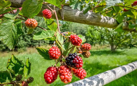 Jyrki - 100M from the Sea: Fruit, Produceren, Voedsel, Natuurlijke Voedingsmiddelen
