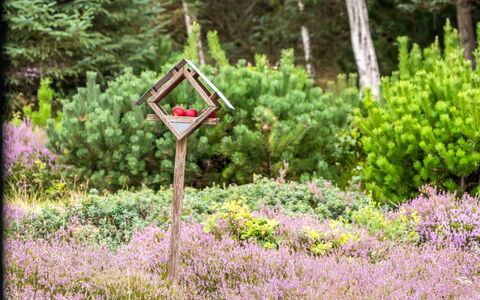 Eeske - 2.5Km from the Sea: Blauw, Struik, Verblijf, Groundcover, Tuin, Landgoed, Schaduw, Landscaping, Boerderij, Eco Hotel