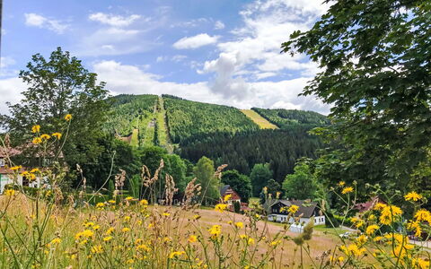 Harrachov 509: Boom, Landschap, Woud, Weide, Heuvel Station, Pasture, Lariks, Plantage