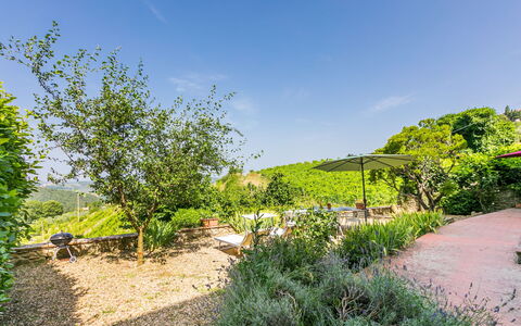 Ridaldi: Groen, Vegetation, Struik, Landschap, Plantengemeenschap, Tuin, Landelijk Gebied, Groundcover, De Lente