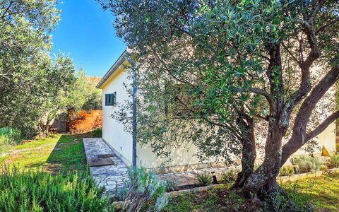 Sandra: Blad, Afdeling, Struik, Tuin, Woody Plant, Takje, Schaduw, Werf, Landscaping, Backyard