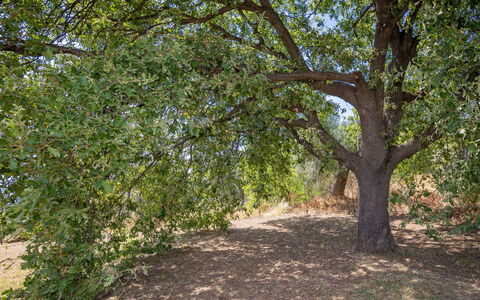 Campiglia Marittima 649: Blad, Boom, Afdeling, Vegetation, Plantengemeenschap, Trunk, Schaduw, Natuurgebied, Woody Plant, Bodem