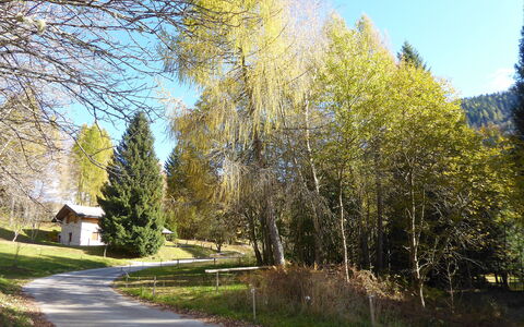 Chalet Genzianella: Boom, Blad, Natuur, Afdeling, Landschap, Trunk, Lariks, Bos, Landscaping