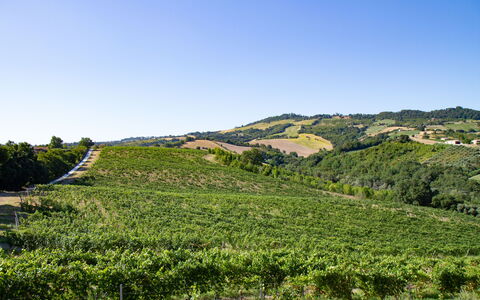 Zena Apartment: Groen, Heuvel, Natuurlijk Landschap, Landbouw, Plantage, Veld, Hoogland, Landschap, Landelijk Gebied