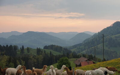 Alpakahof Ferien
