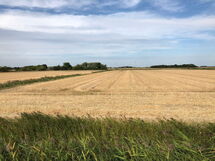 Reetdachhaus Inmitten von Wiesen und Feldern