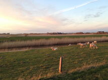 Reetdachhaus Inmitten von Wiesen und Feldern