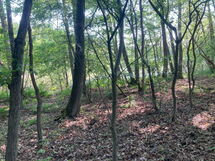 Bungalow Mecklenburgische Seenplatte