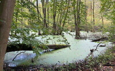 Landurlaub Mecklenburgische Seenplatte B. Waren Mü