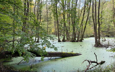 Landurlaub Mecklenburgische Seenplatte B. Waren Mü