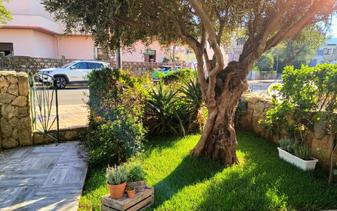 Sabbia e Lavanda: Struik, Tuin, De Lente, Woody Plant, Schaduw, Landscaping, Gazon, Werf, Bloempot