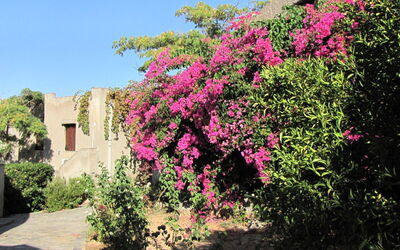 Bungalows für 2-4 Pers. mit Meerblick