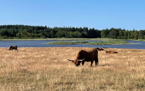 Esben - 15M from the Sea: Dak, Huis, Huis, Verblijf, Deur, Siding, Landgoed, Gazon, Werf, Veranda