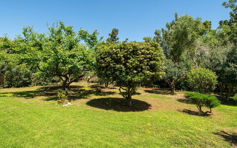 Malù House: Blad, Natuurlijke Omgeving, Afdeling, Vegetation, Struik, Plantengemeenschap, Tuin, Plain, Plantage, Woody Plant