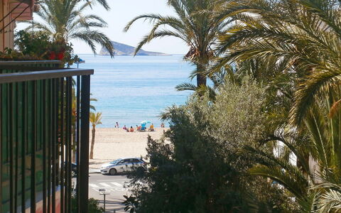 Turia Playa: Boom, Palmboom, Arecales, Eigendom, Vakantie, Attalea Speciosa, Woody Plant, Fabriek, Toevlucht, Tropen