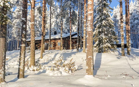 Janttara: Sneeuw, Afdeling, Boom, Winter, Hout, Woud, Freezing, Takje, Trunk