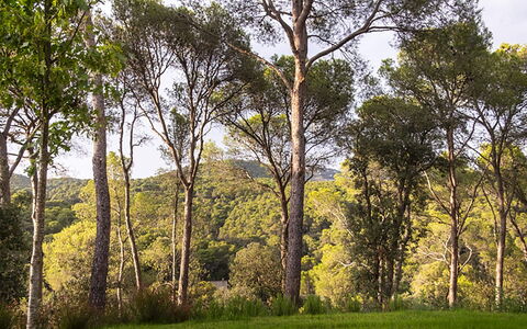 Villa Bamby: Blad, Boom, Natuurlijke Omgeving, Afdeling, Natuur, Vegetation, Hout, Natuurlijk Landschap, Woud, Ecoregio