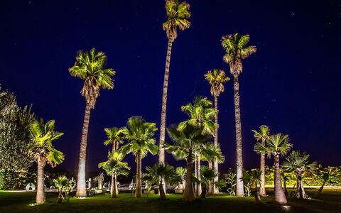 Villa Jamalu: Boom, Vegetation, Trunk, Woody Plant, Nacht, Tropen