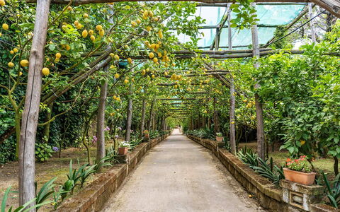 Villa Romantic Garden: Tuin, Botanische Tuin, Schaduw, Gang, Plantage, Oranje