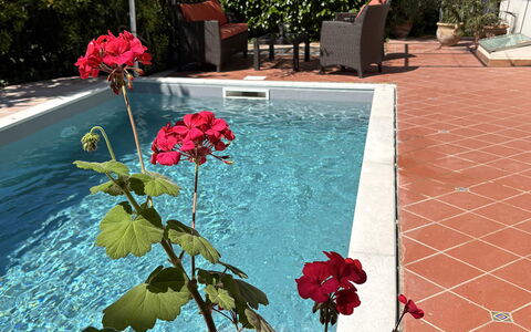 Villa Ava: Bloempot, Zwembad, Tuin, Schaduw, Kamerplant, Landscaping, Backyard, Werf, Waterpartij