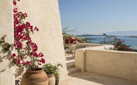 Villa Mycenaean: Bloem, Bloempot, Roze, Petal, Kamerplant, Snijbloemen, Bloemisterij, Tuin, Bloemdessin
