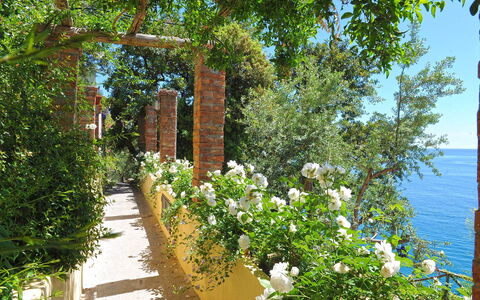 Casa Angels: Bloem, Struik, De Lente, Tuin, Rose Family, Hek, Botanische Tuin