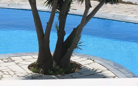 Villa Rose 1: Blad, Zwembad, Schaduw, Woody Plant, Tuin, Landscaping, Werf, Backyard, Tropen