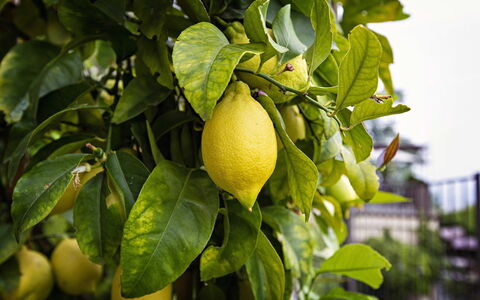 Apartment Vittoria: Fruit, Groen, Produceren, Geel, Voedsel, Ingrediënt