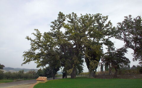 Villa Montichiello: Boom, Blad, Afdeling, Trunk, Woody Plant, Evergreen