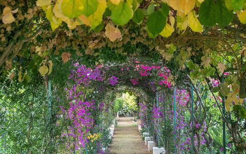 The Flower Garden: Bloem, Groen, Struik, Tuin, De Lente, Petal, Bloeiende Plant, Botanische Tuin, Bloemisterij, Pergola