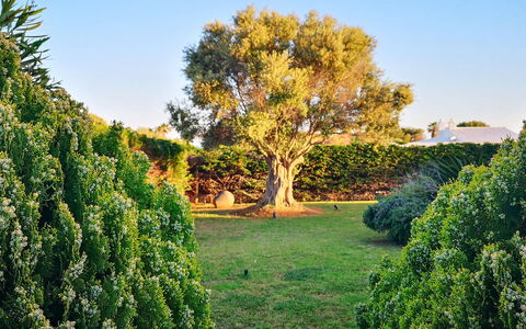 Villa Neper: Blad, Groen, Natuur, Vegetation, Struik, Tuin, Plantengemeenschap, Woody Plant, Trunk, Zonlicht