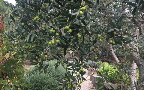 Borgo di San Biagio: Produceren, Fruit, Ingrediënt, Woody Plant, Voedsel, Natuurlijke Voedingsmiddelen, Plantage