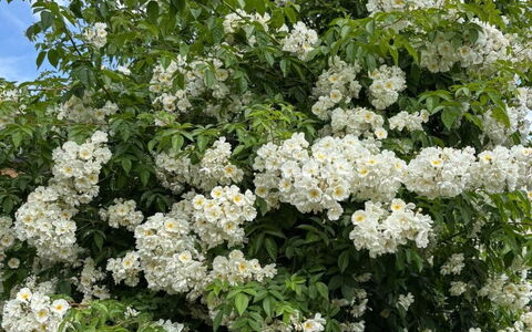 Gartenstudio Belle Vue: Bloem, Struik, Petal, De Lente, Bloeiende Plant, Woody Plant, Tuin, Bloesem, Rose Family