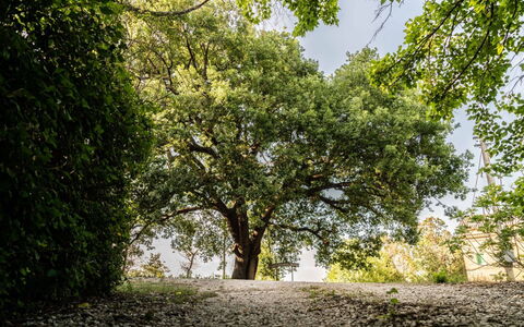 Villa Checco: Blad, Afdeling, Boom, Natuur, Groen, Natuurlijke Omgeving, Vegetation, Takje, Trunk, Schaduw